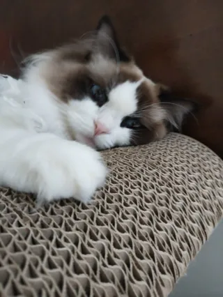 길냥이(이름:블루)
